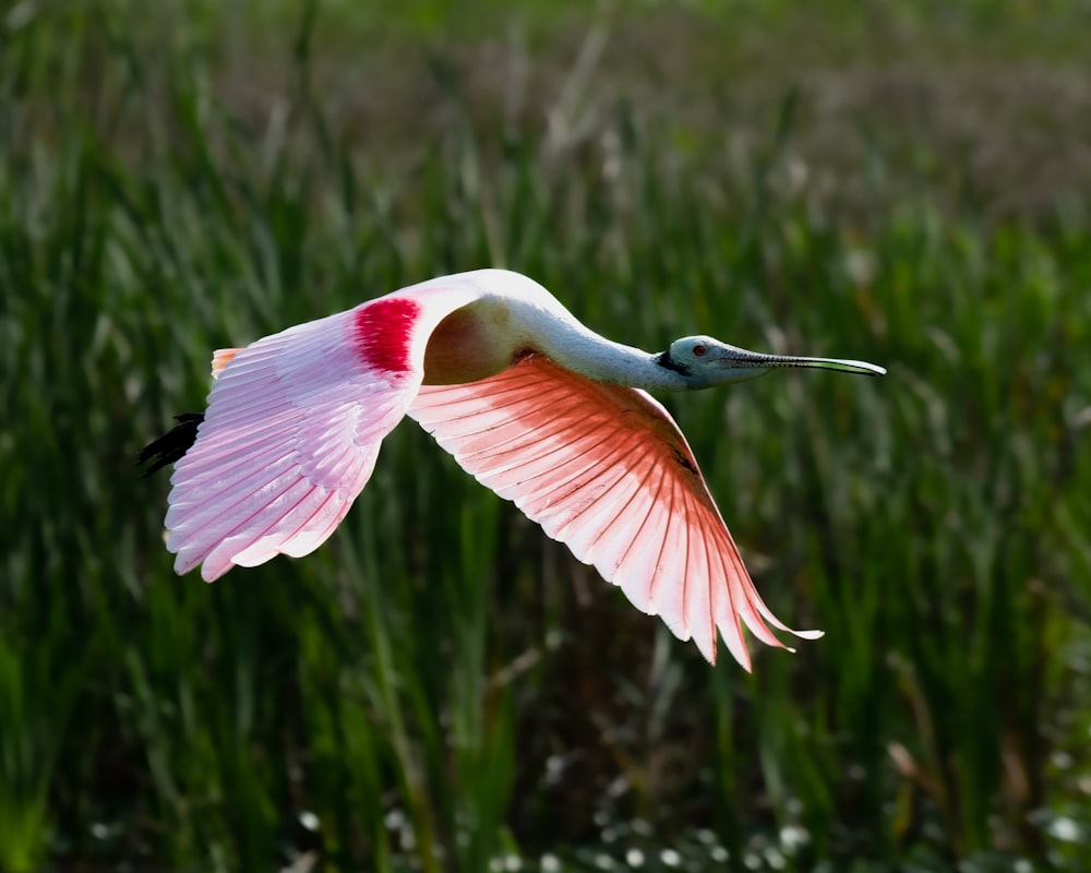 a pink and white bird flying over a lush green field
