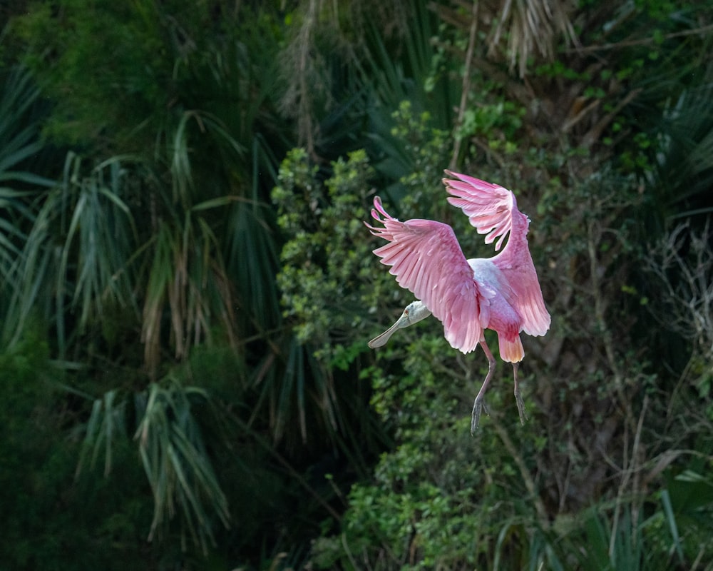 a pink bird flying over a lush green forest