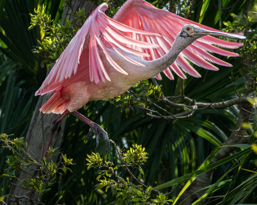 a large pink bird with its wings spread