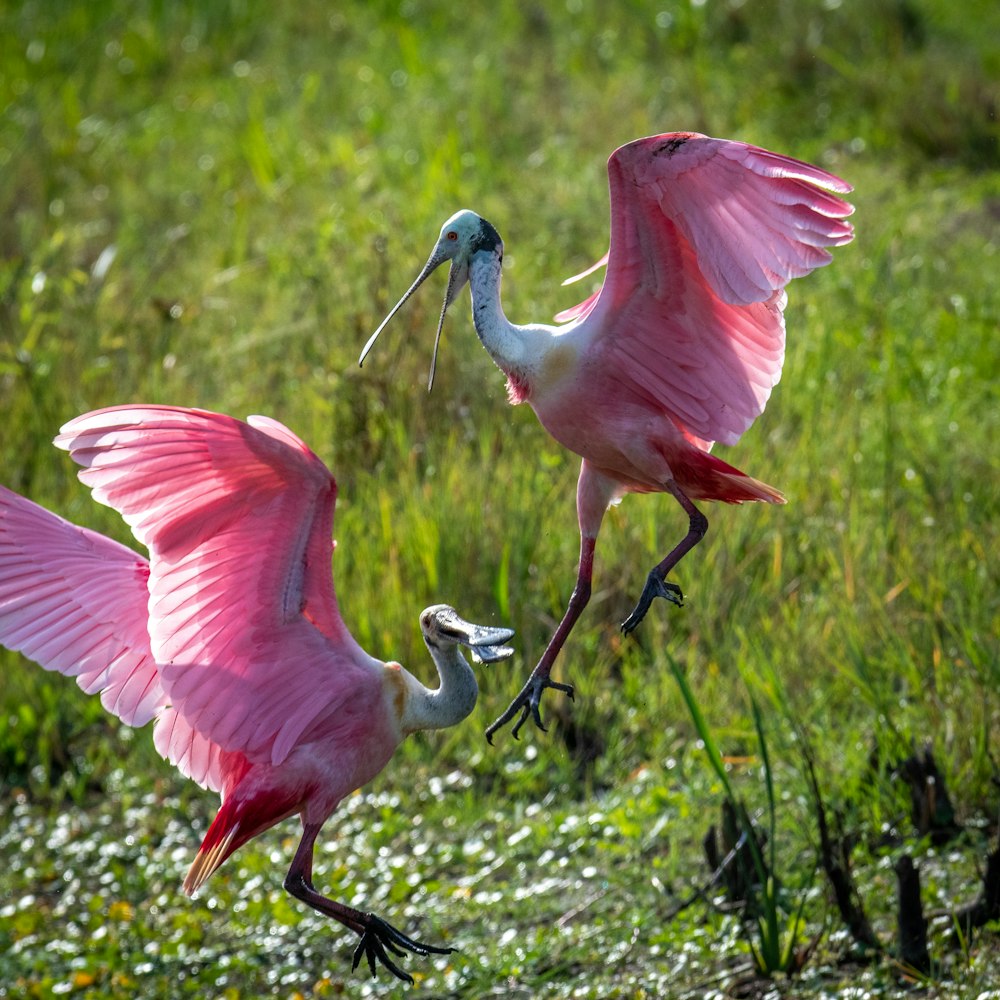a couple of pink birds standing on top of a lush green field
