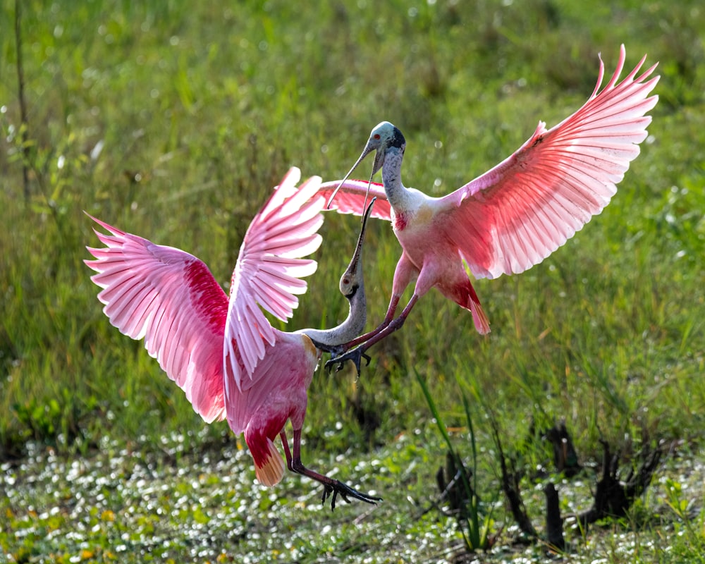 무성한 녹색 들판 위에 서있는 두 마리의 분홍색 새