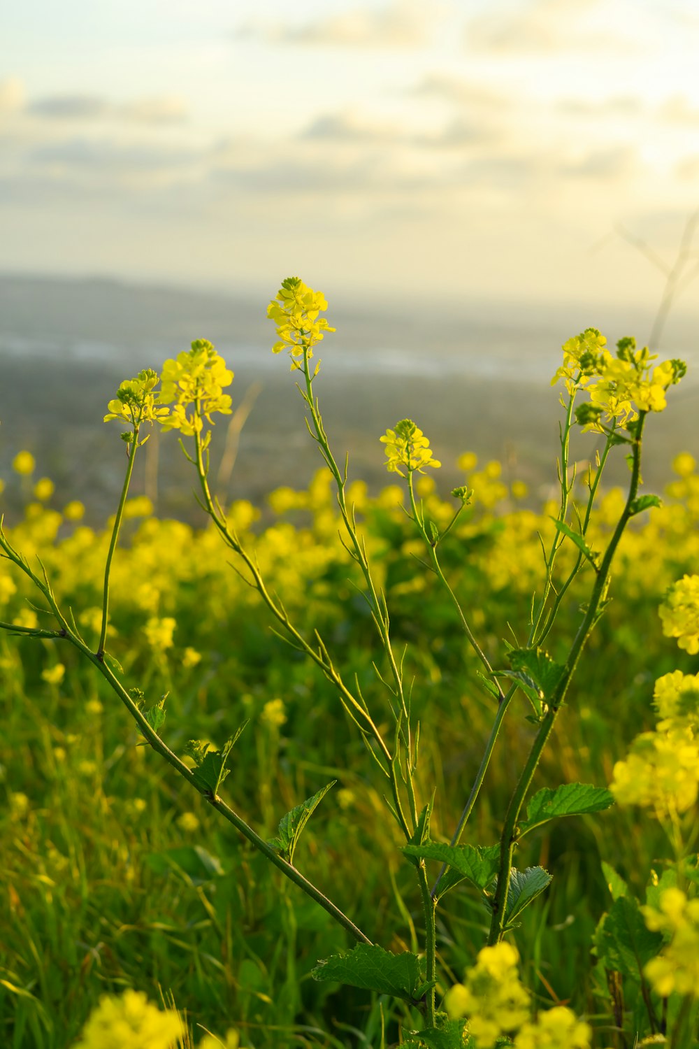 a field full of yellow flowers with a sky background