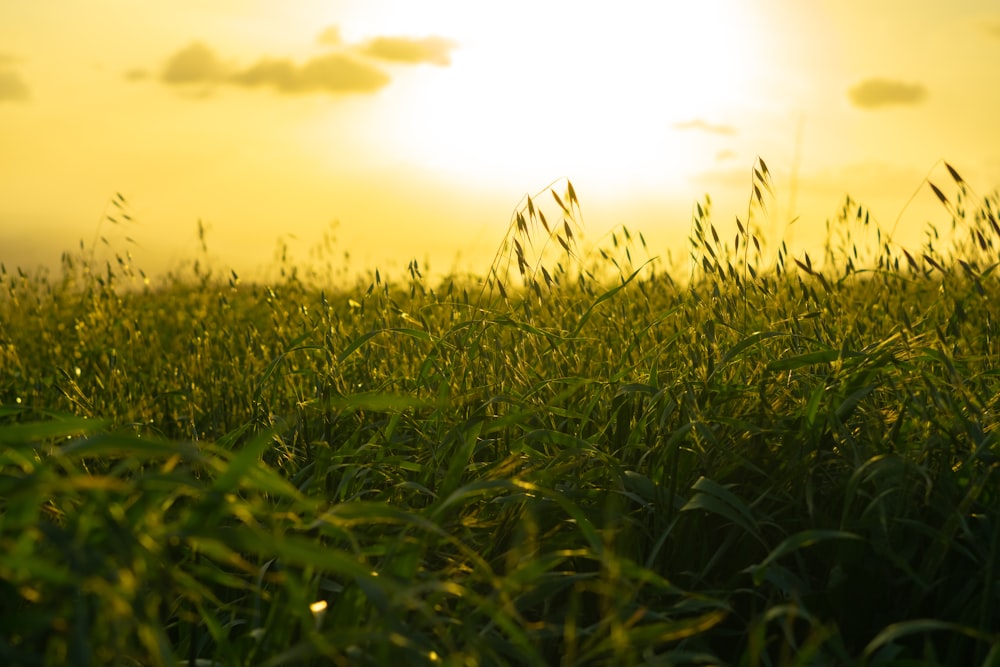 a field of grass with the sun in the background