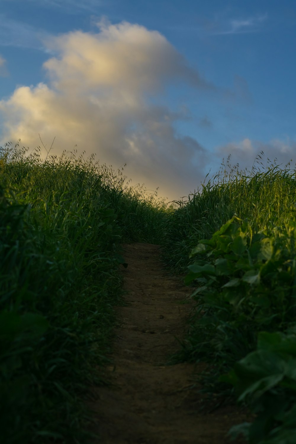 a dirt path in the middle of a grassy field