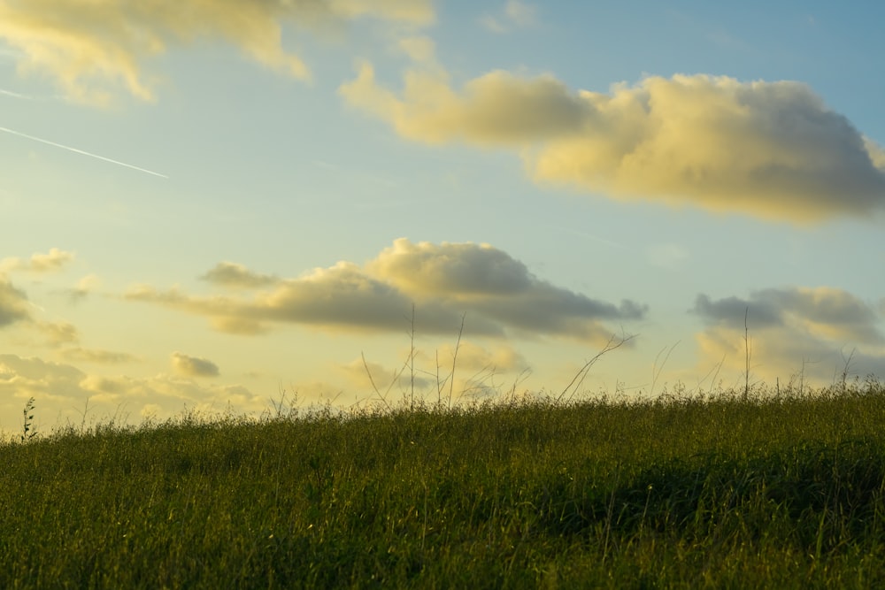 a lone sheep standing on top of a lush green field