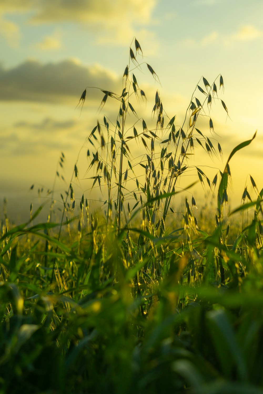 a field of grass with the sun in the background