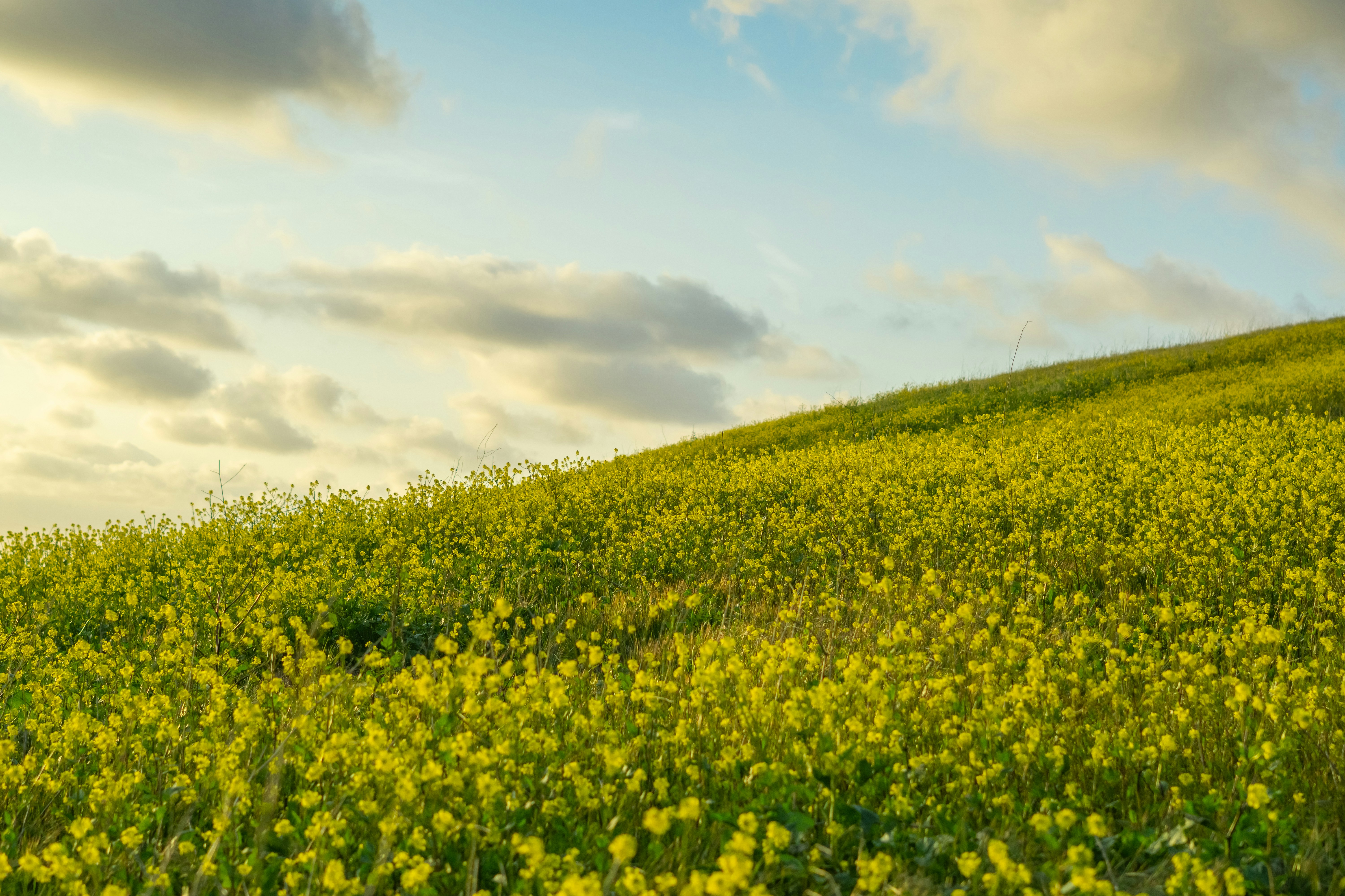 Golden mustard fields