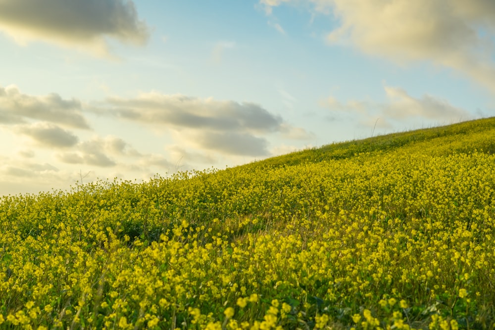 a field of yellow flowers under a cloudy sky