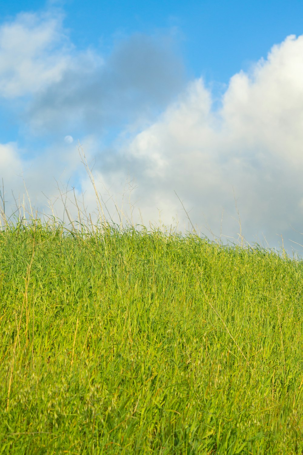 a cow standing on top of a lush green hillside