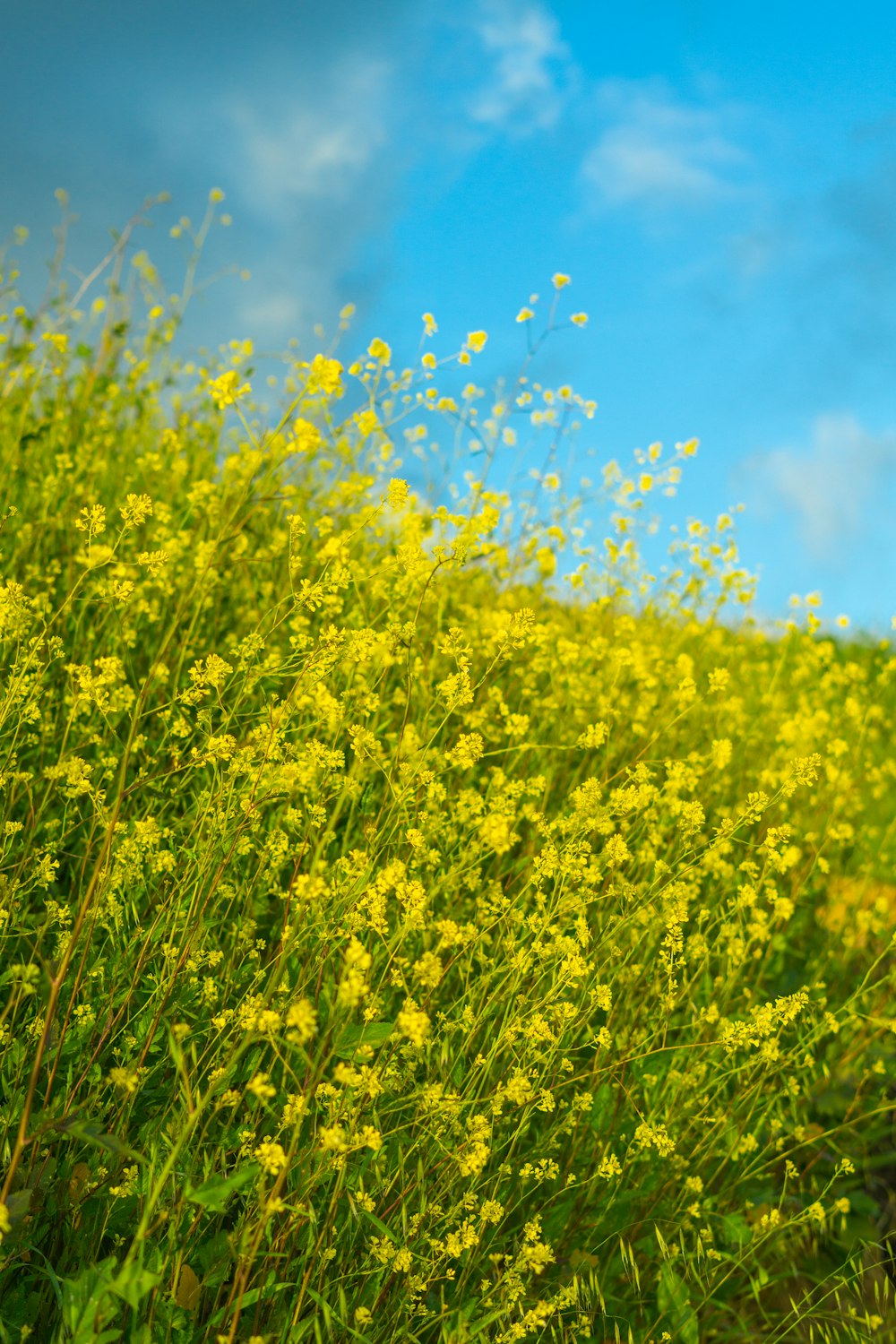 a field full of yellow flowers under a blue sky