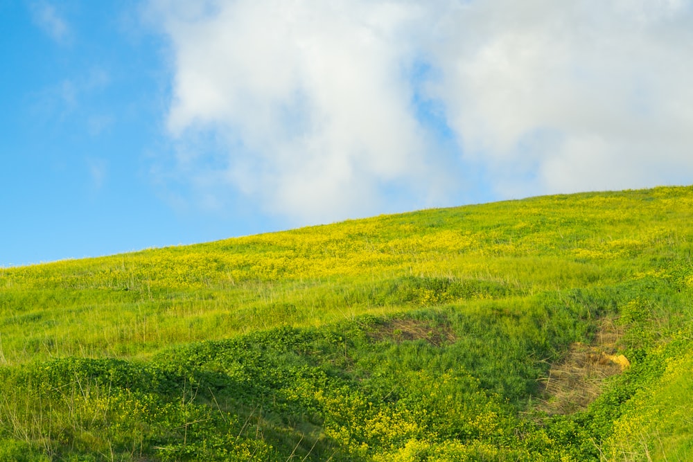 a lush green hillside covered in lots of grass