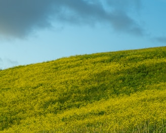 a lone cow standing on a lush green hillside