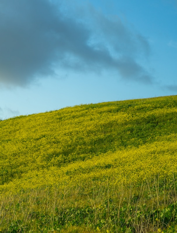 a lone cow standing on a lush green hillside