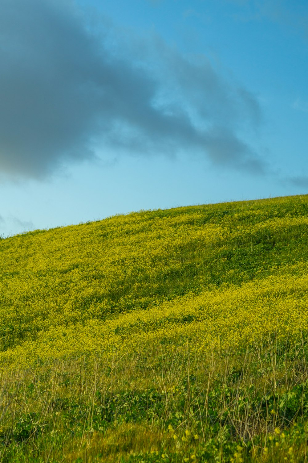 Una vaca solitaria parada en una exuberante ladera verde