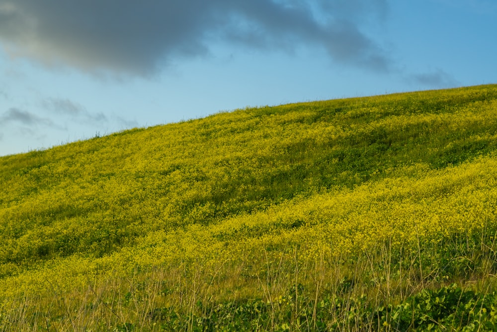 a grassy hill covered in yellow flowers under a cloudy sky