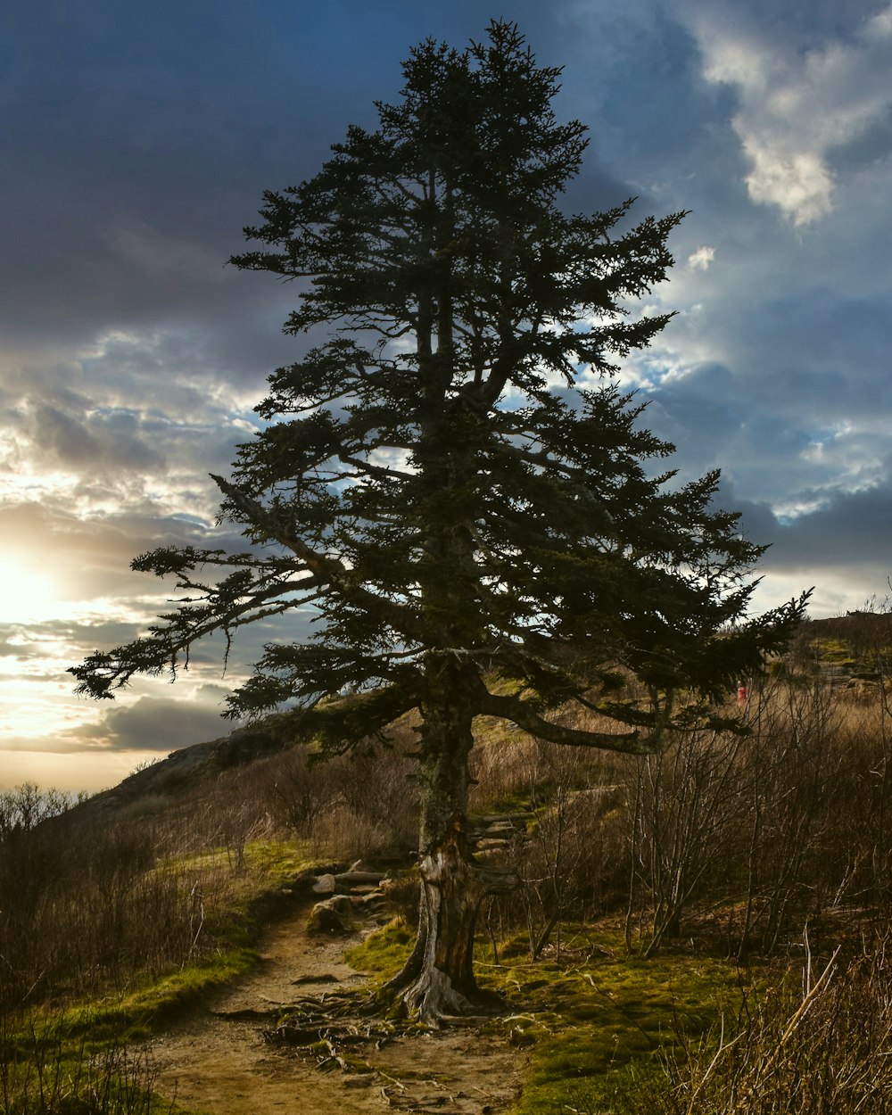 a lone pine tree on a dirt path