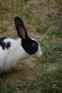 A black and white rabbit is seen on a patch of sandy soil surrounded by green grass and scattered small plants. The rabbit is positioned in profile, showcasing its long ears and glossy eye.