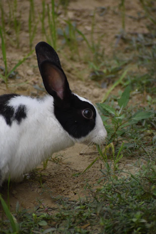 An English Lop rabbit with its signature long ears playfully exploring a patch of green grass.