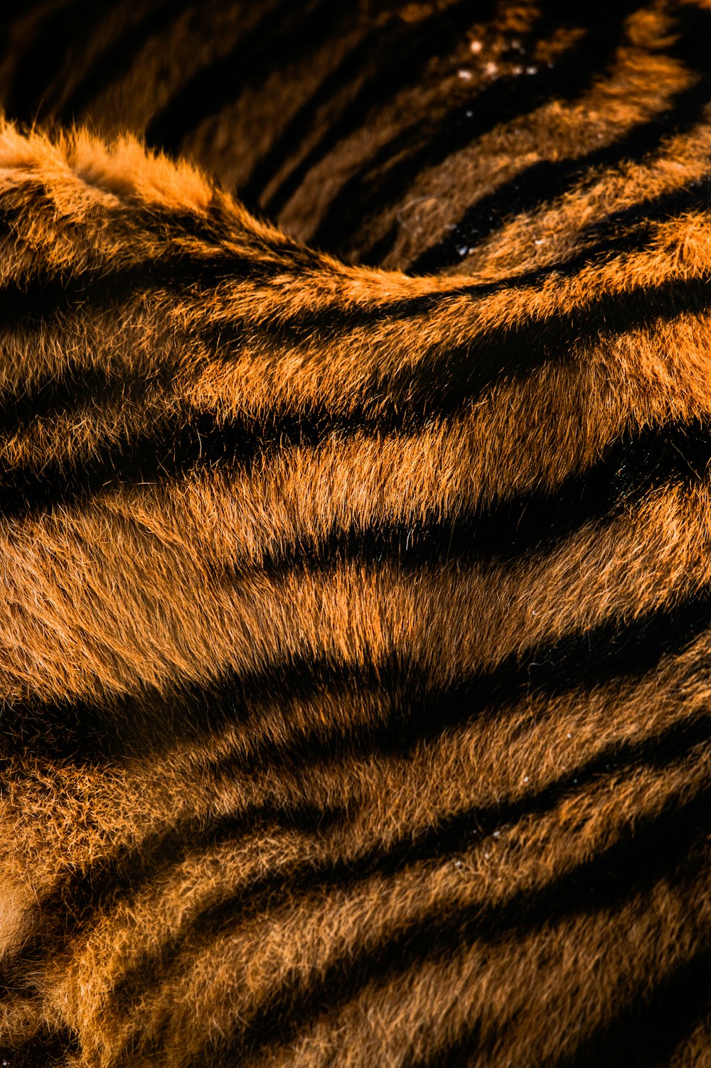 a close up of the fur of a tiger