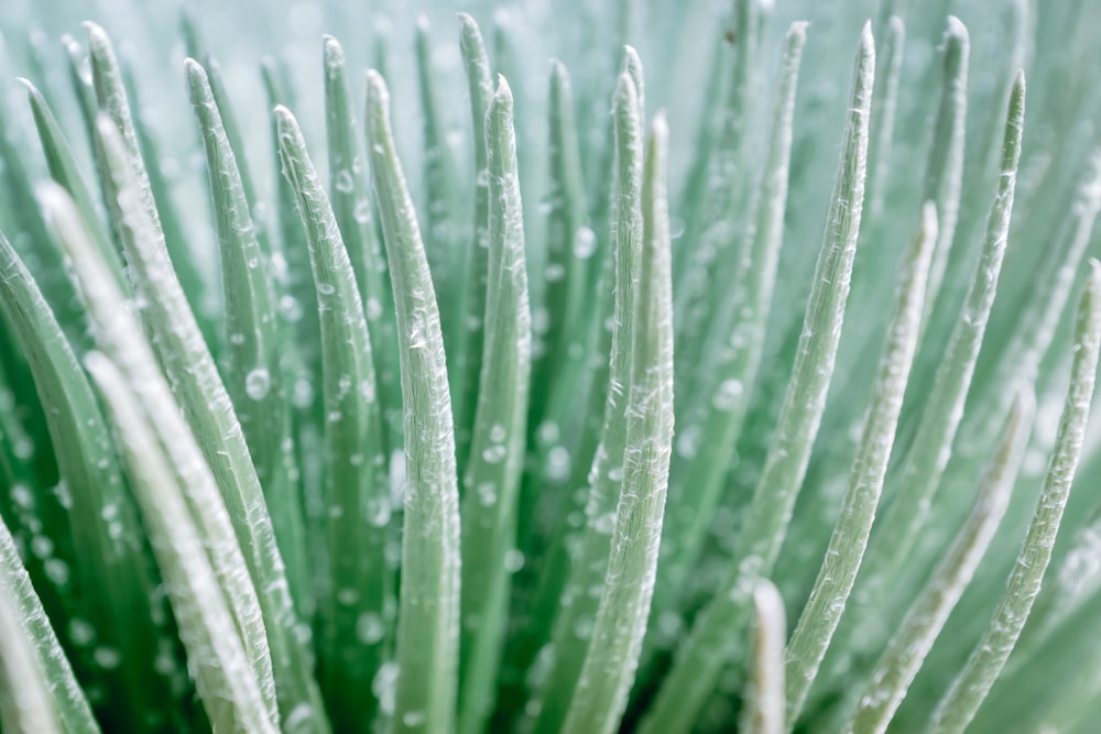 a close up of a green plant with water droplets