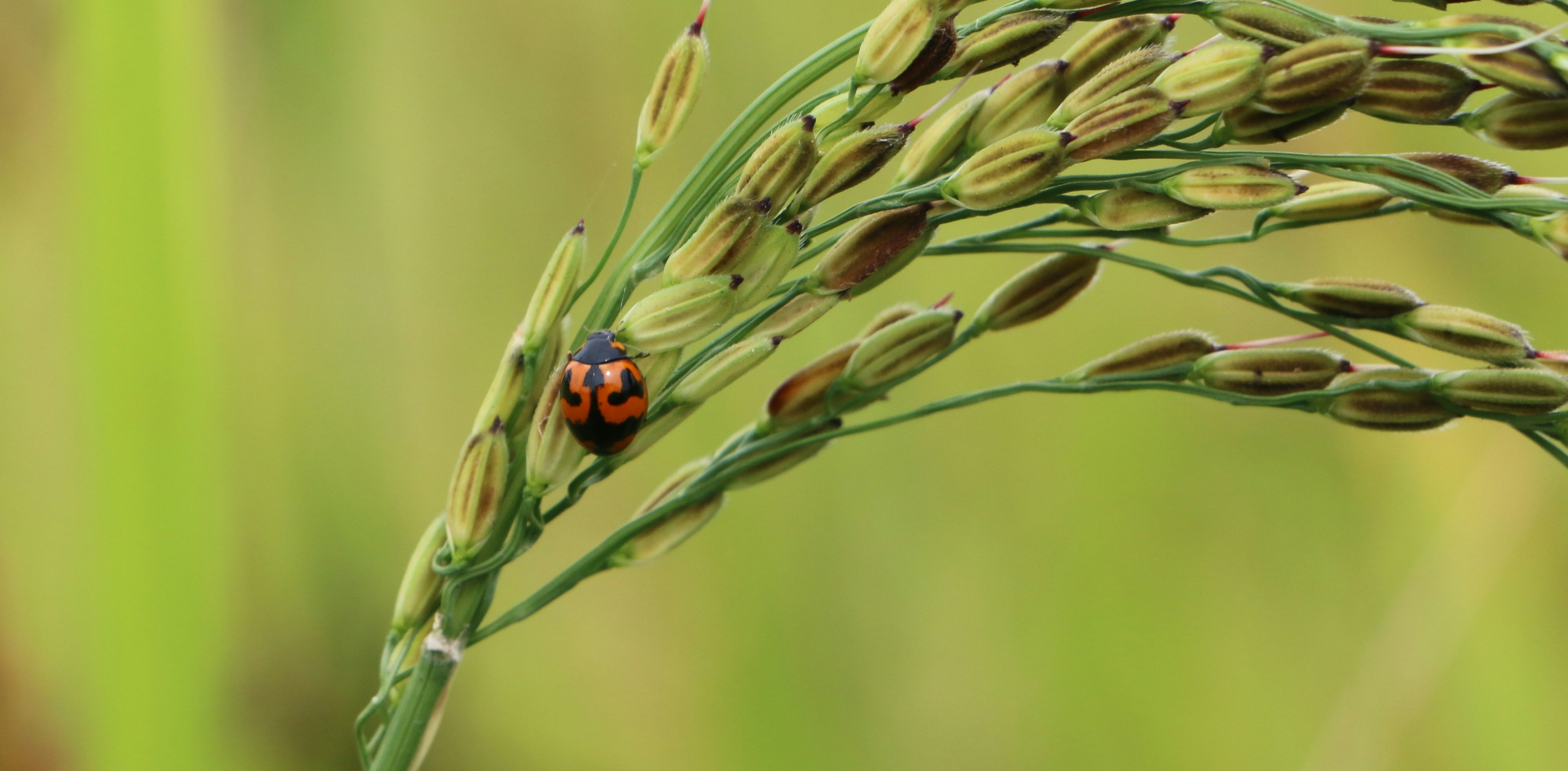 Uncooked Sen Kro Ob rice grains, a popular medium-grain variety.