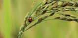 A ladybug with a distinct black and orange pattern crawls on a stalk of grain. The background is a soft blur of green, suggesting a natural setting.