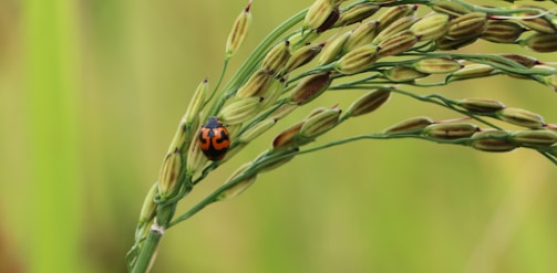 A ladybug with a distinct black and orange pattern crawls on a stalk of grain. The background is a soft blur of green, suggesting a natural setting.