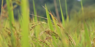 a close up of some grass in a field