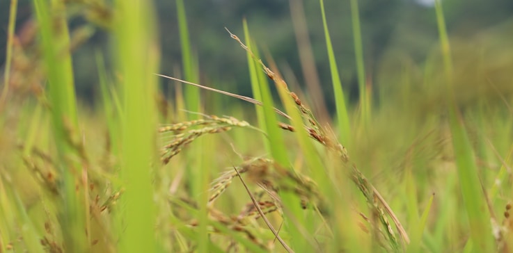 a close up of some grass in a field
