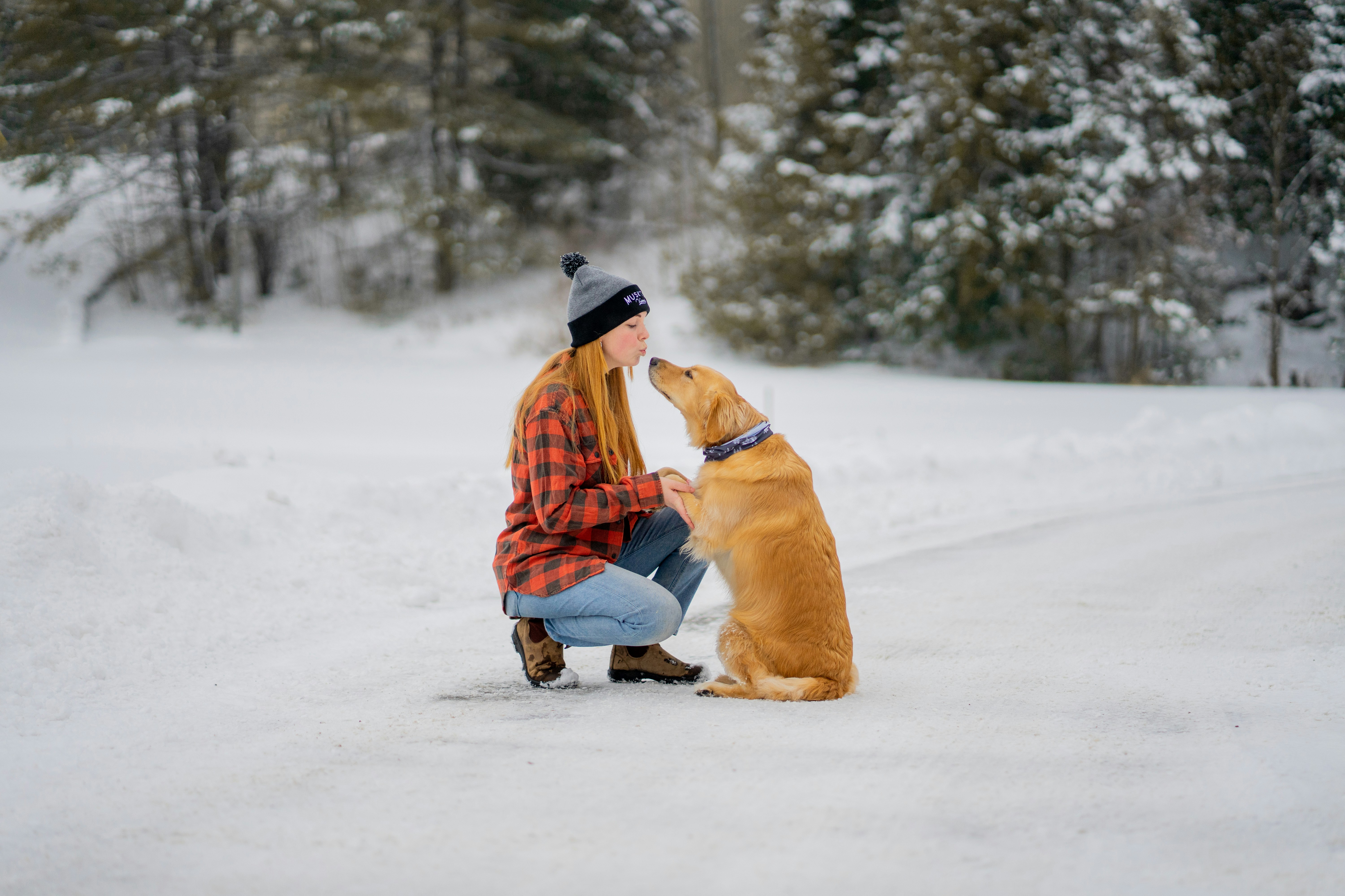 Golden Retriever service dog helping its handler