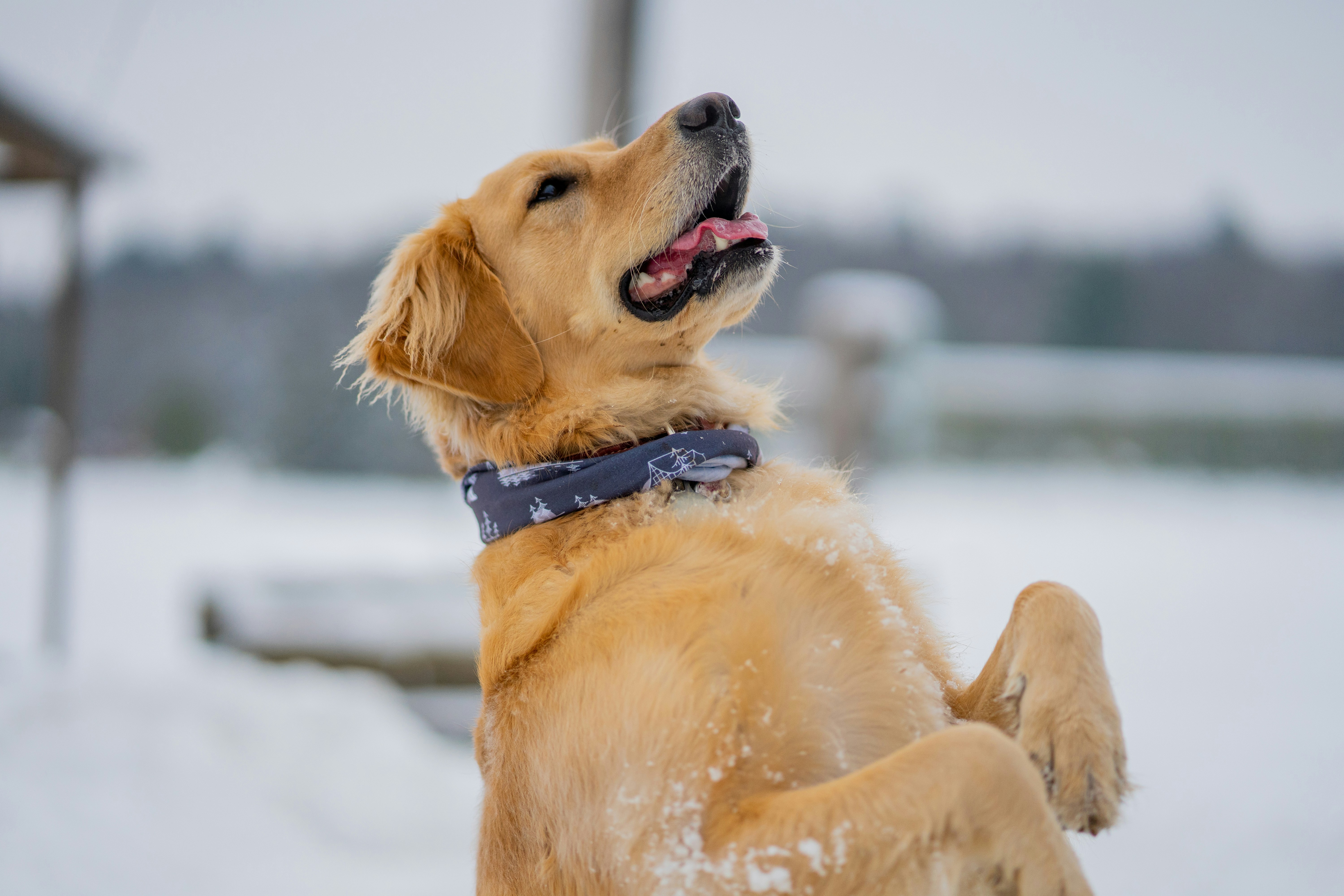 How High Can a Golden Retriever Jump