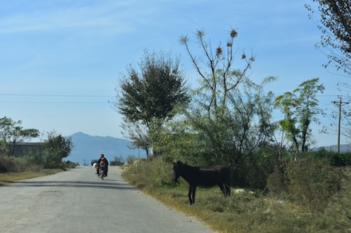 A rural road with a motorcyclist riding away from the camera. A donkey stands on the side of the road amidst sparse vegetation. Trees lining the road create a serene, countryside atmosphere, with distant mountains visible under a clear blue sky.