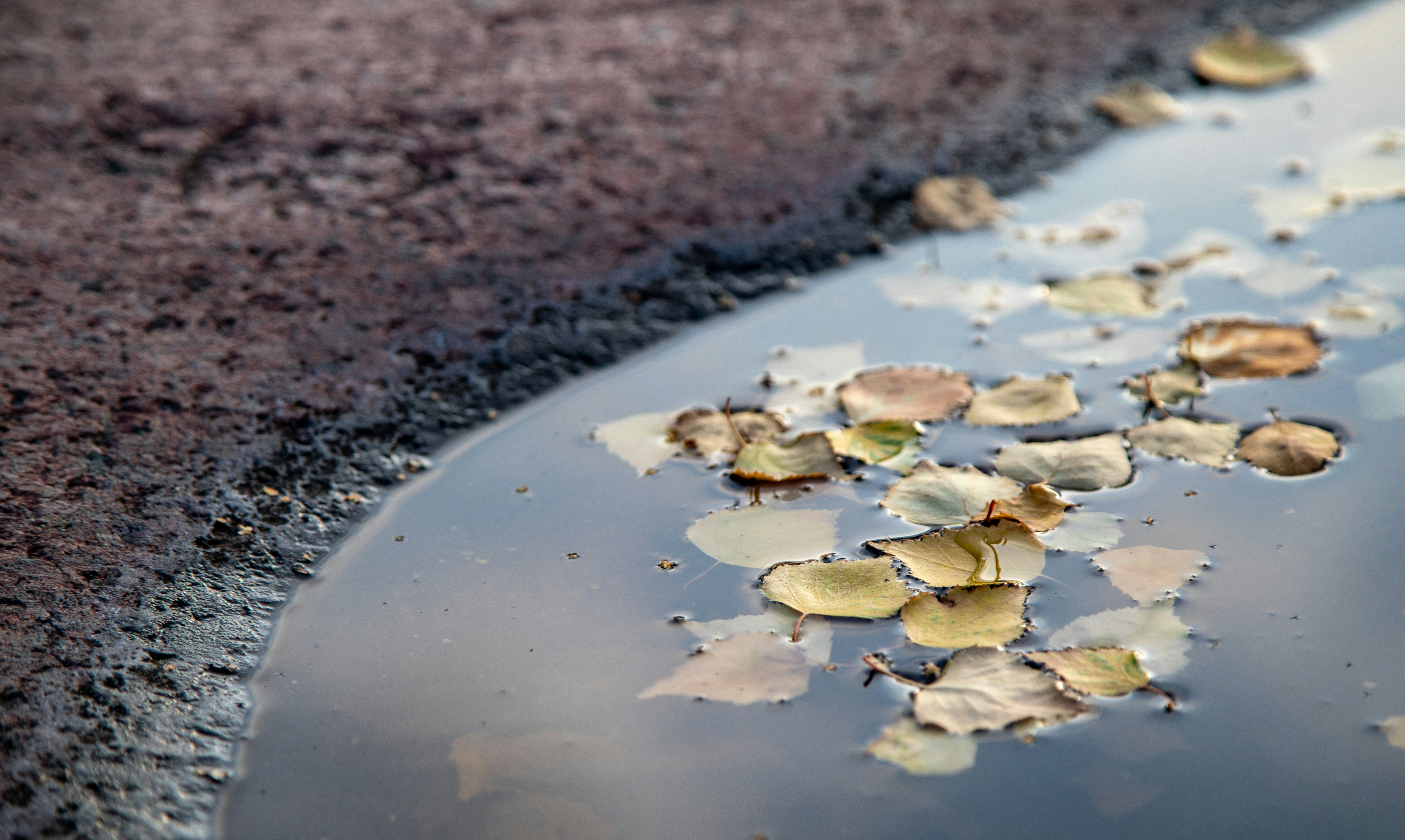 a puddle of water with leaves floating on it