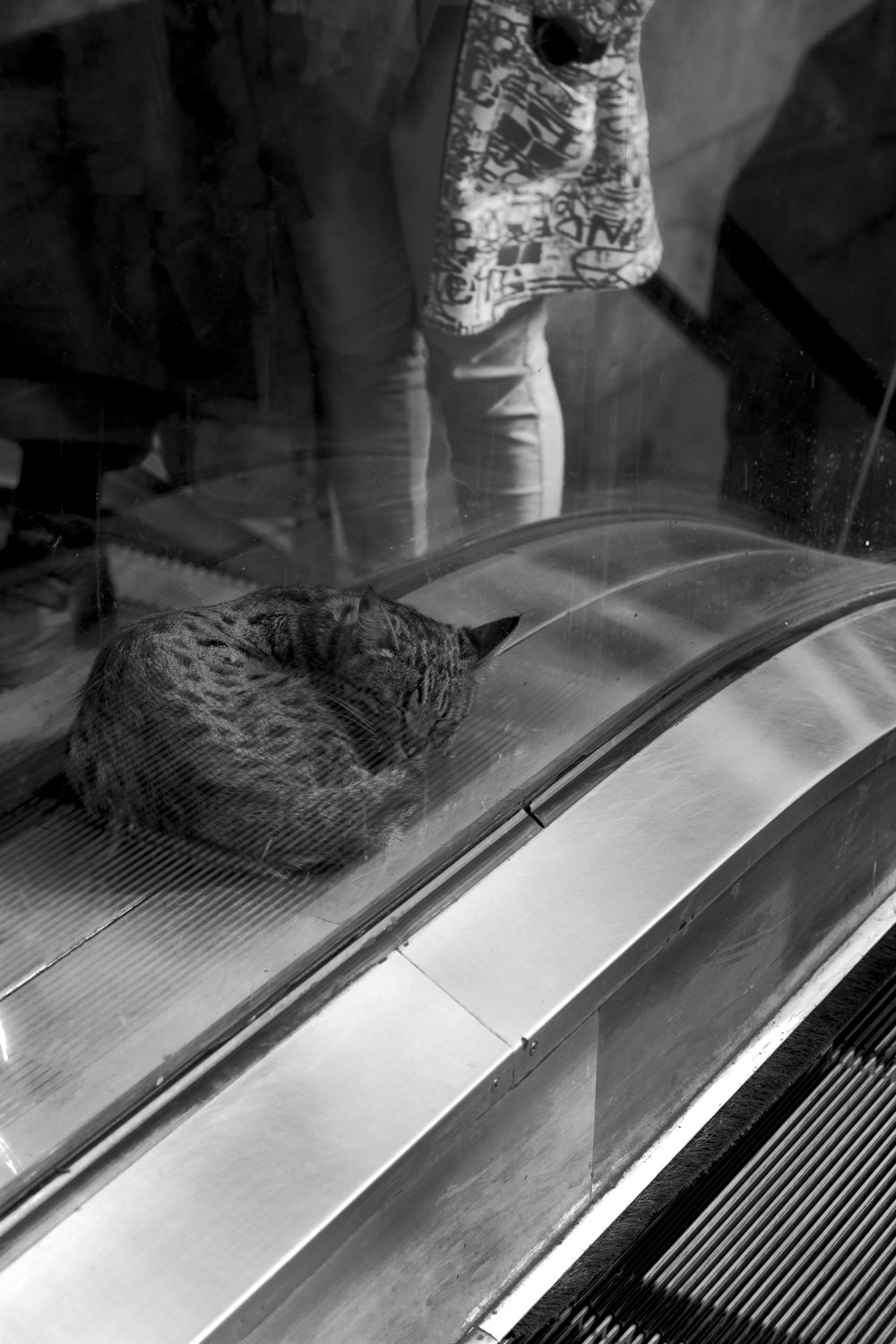 a black and white photo of a cat sleeping on an escalator