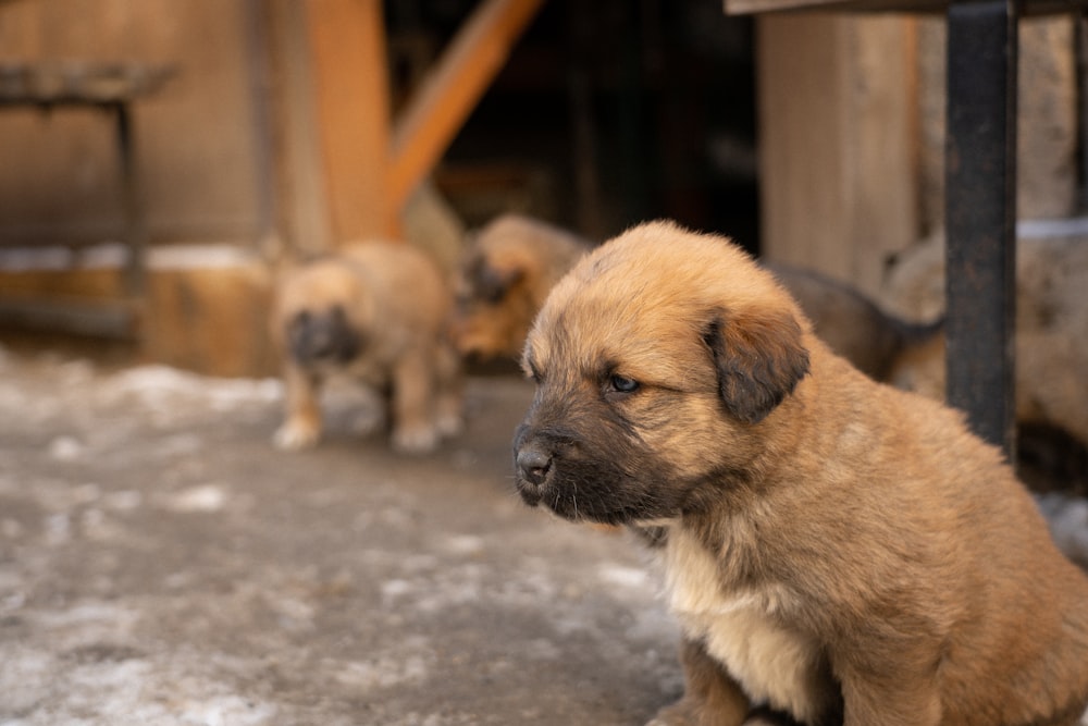 a small brown dog sitting on top of a cement floor