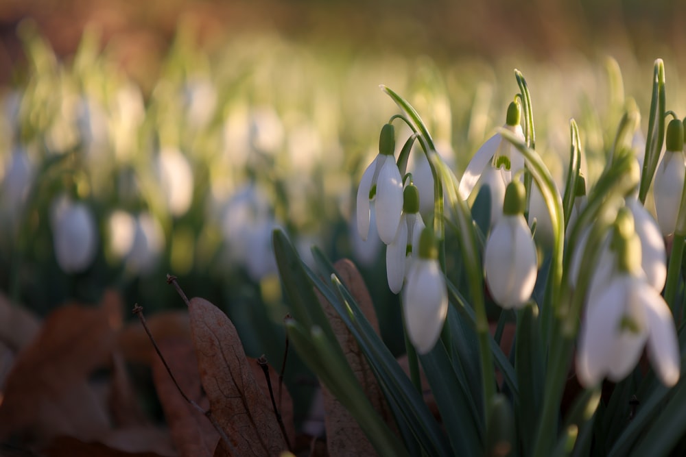 a bunch of white flowers that are in the grass