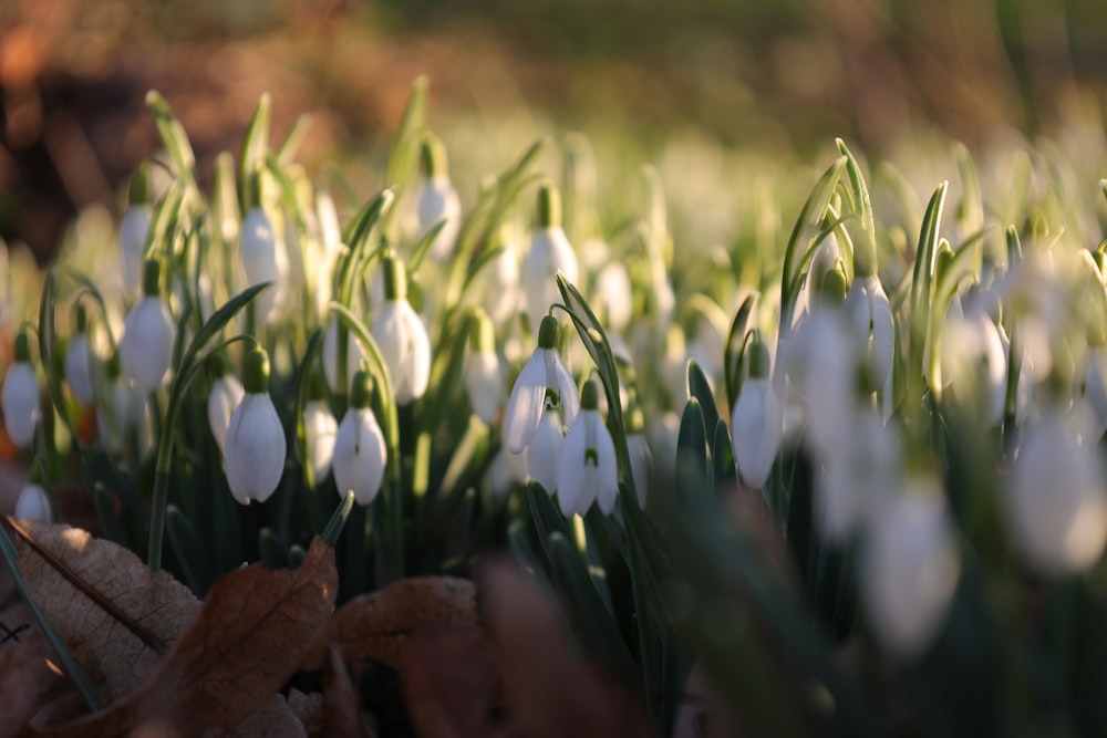 a bunch of white flowers that are in the grass