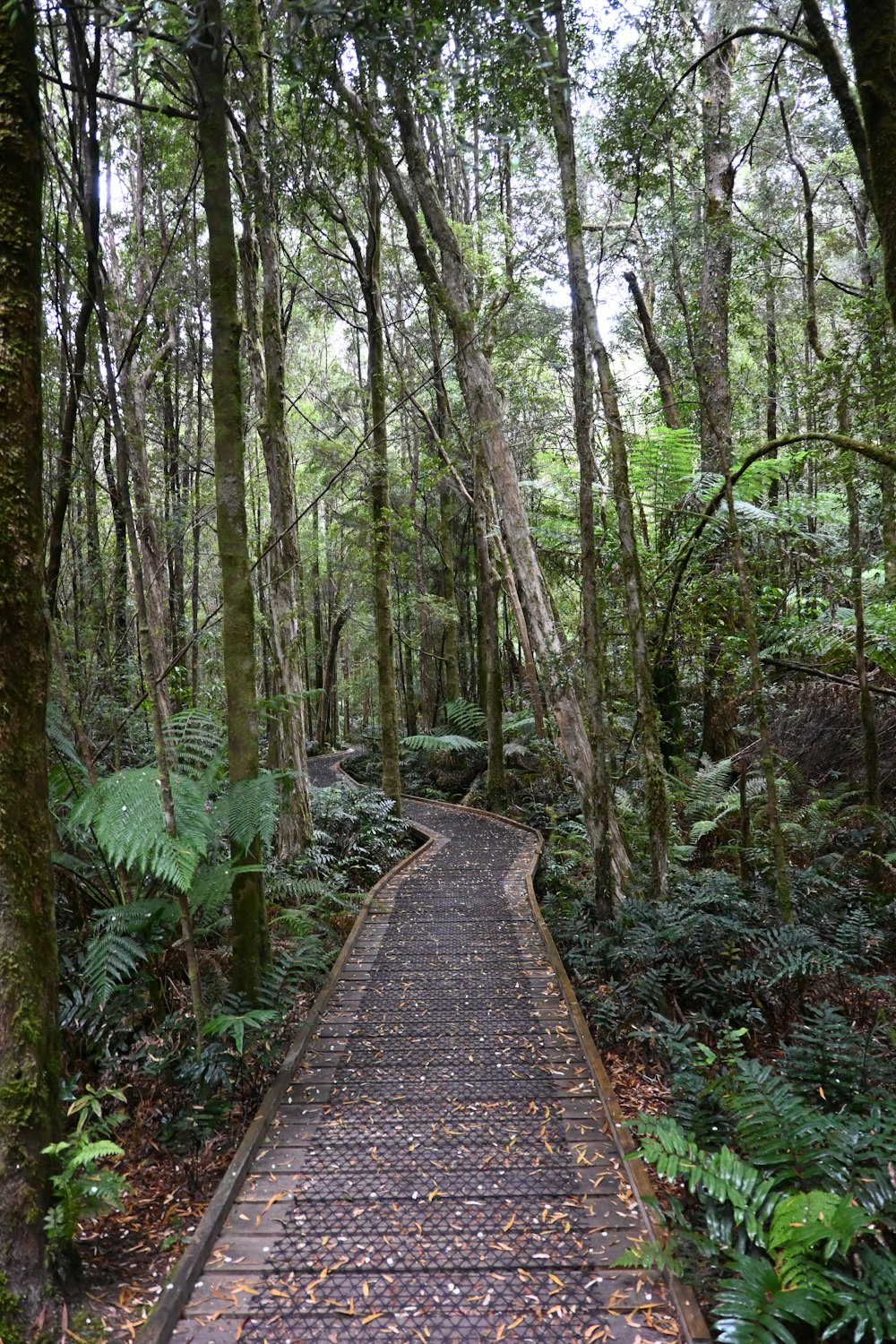 a path in the middle of a forest with lots of trees