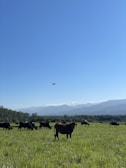 Angus cattle grazing in a lush green pasture under a bright blue sky.