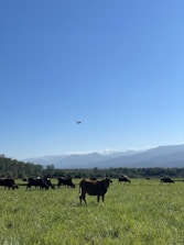 Healthy livestock grazing in a green pasture under a clear blue sky.