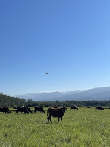 A healthy herd of beef cattle grazing on a lush green pasture under a clear blue sky.