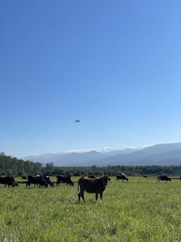 A herd of cattle grazing in a lush green pasture under a clear blue sky.