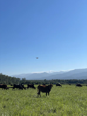 A herd of healthy beef cattle grazing on a lush green pasture under a clear blue sky.