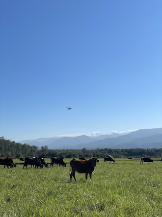 A scenic view of healthy beef cattle grazing on a lush green pasture under a clear blue sky.