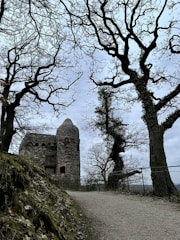 A rustic stone tower sits surrounded by bare, twisting trees, creating an eerie and mysterious atmosphere. The sky is overcast, casting a dull light over the path leading up to the structure. The trees are leafless, their branches forming intricate patterns against the sky. A metal fence lines the path, providing a boundary between the walkway and the surrounding landscape.