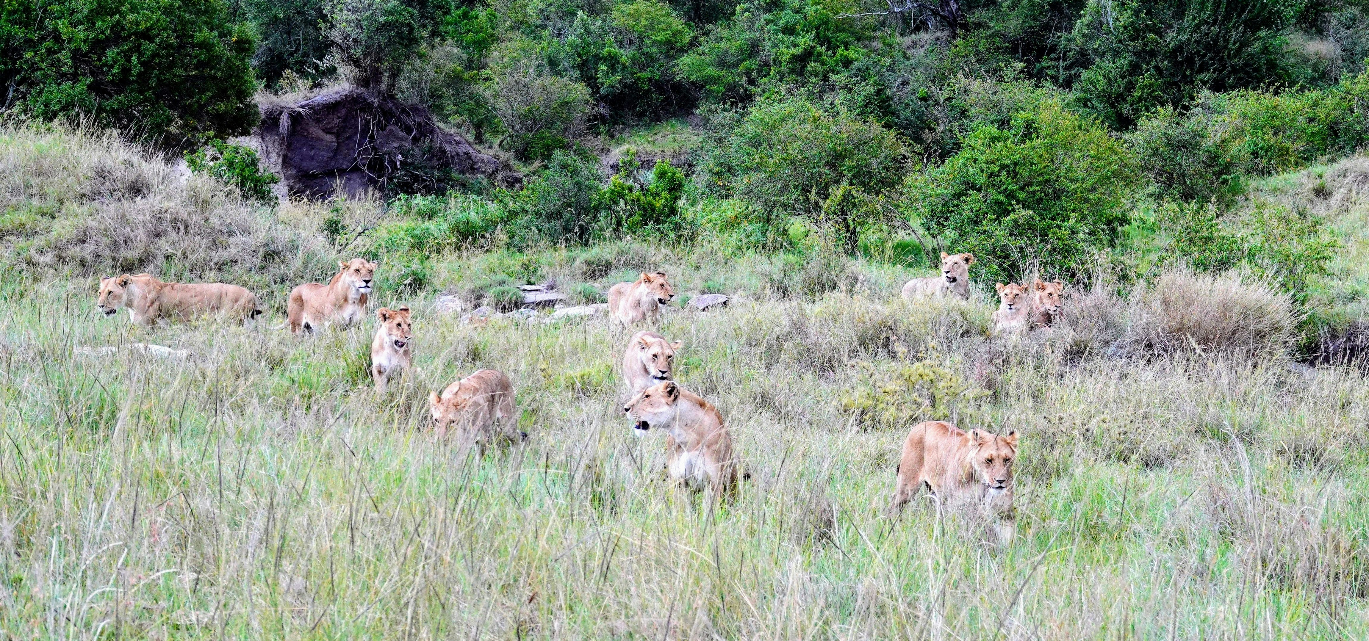 Bosque do Cinquentenário do Lions Piracicaba Leste
