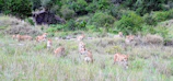 A pride of lions gathered together under a sprawling acacia tree.