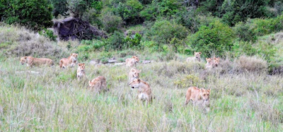 A pride of lions gathered together under a sprawling acacia tree.