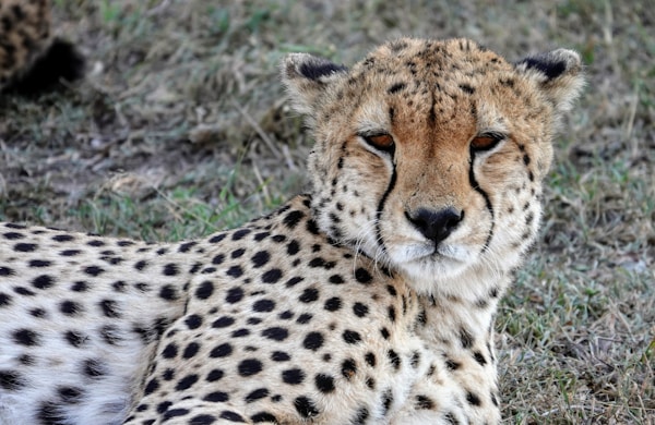 Introducing Mara Naboisho Conservancy