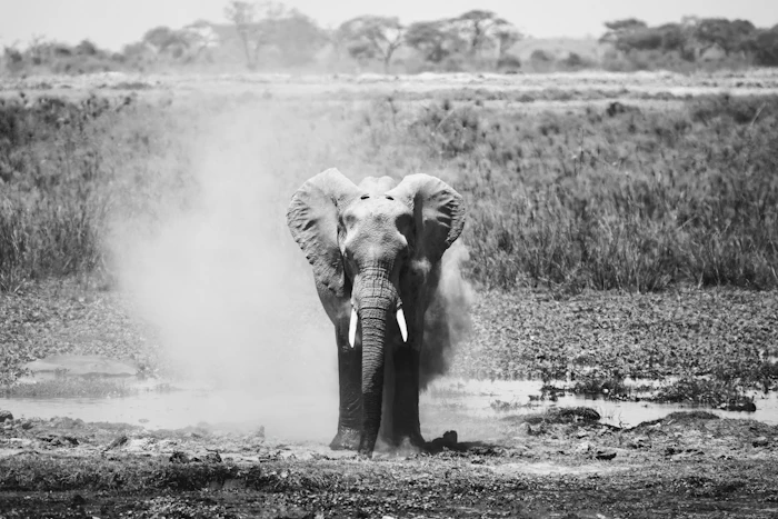 Amboseli at the Foot of Kilimanjaro photo 1